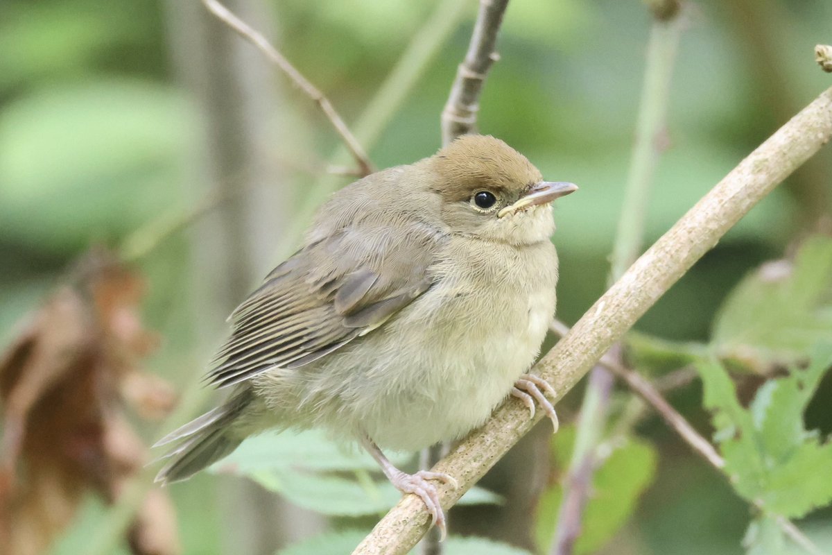 Ted (@littlebustards) on Twitter photo A juvenile blackcap near Roseberry Topping, North Yorkshire, this morning. It was regularly being fed by the adult male
@Teesbirds1
<a href="/teeswildlife/">Tees Wildlife</a>
<a href="/nybirdnews/">NorthYorksBirdNews</a>
@bbcspringwatch
@birdguides
@rspbengland
@natures_voice
#birdphotography #naturephotography #springwatch A juvenile blackcap near Roseberry Topping, North Yorkshire, this morning. It was regularly being fed by the adult male
@Teesbirds1
<a href="/teeswildlife/">Tees Wildlife</a>
<a href="/nybirdnews/">NorthYorksBirdNews</a>
@bbcspringwatch
@birdguides
@rspbengland
@natures_voice
#birdphotography #naturephotography #springwatch