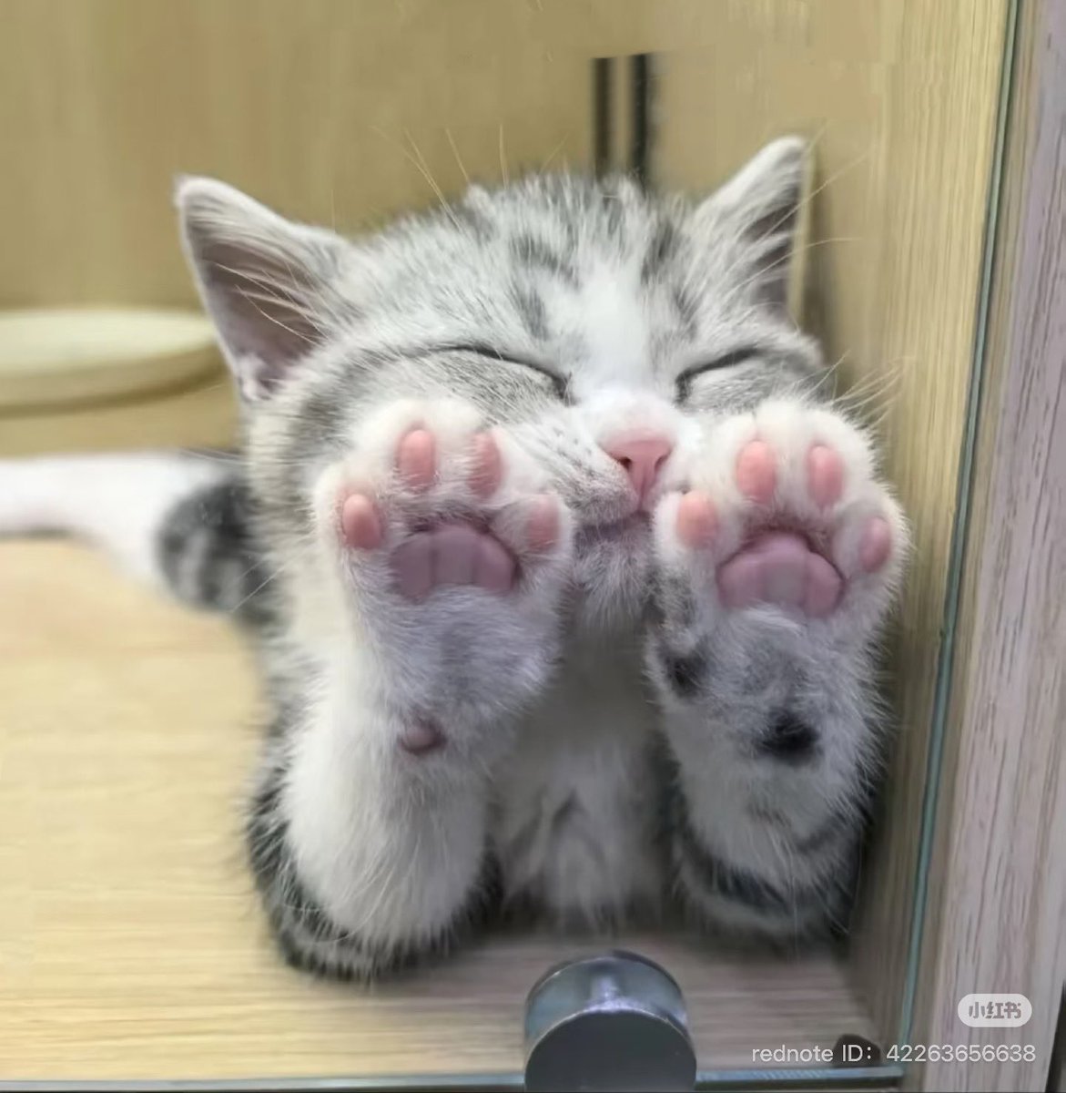 catsdotjpg's tweet photo. https://t.co/WzLPjw9cZW