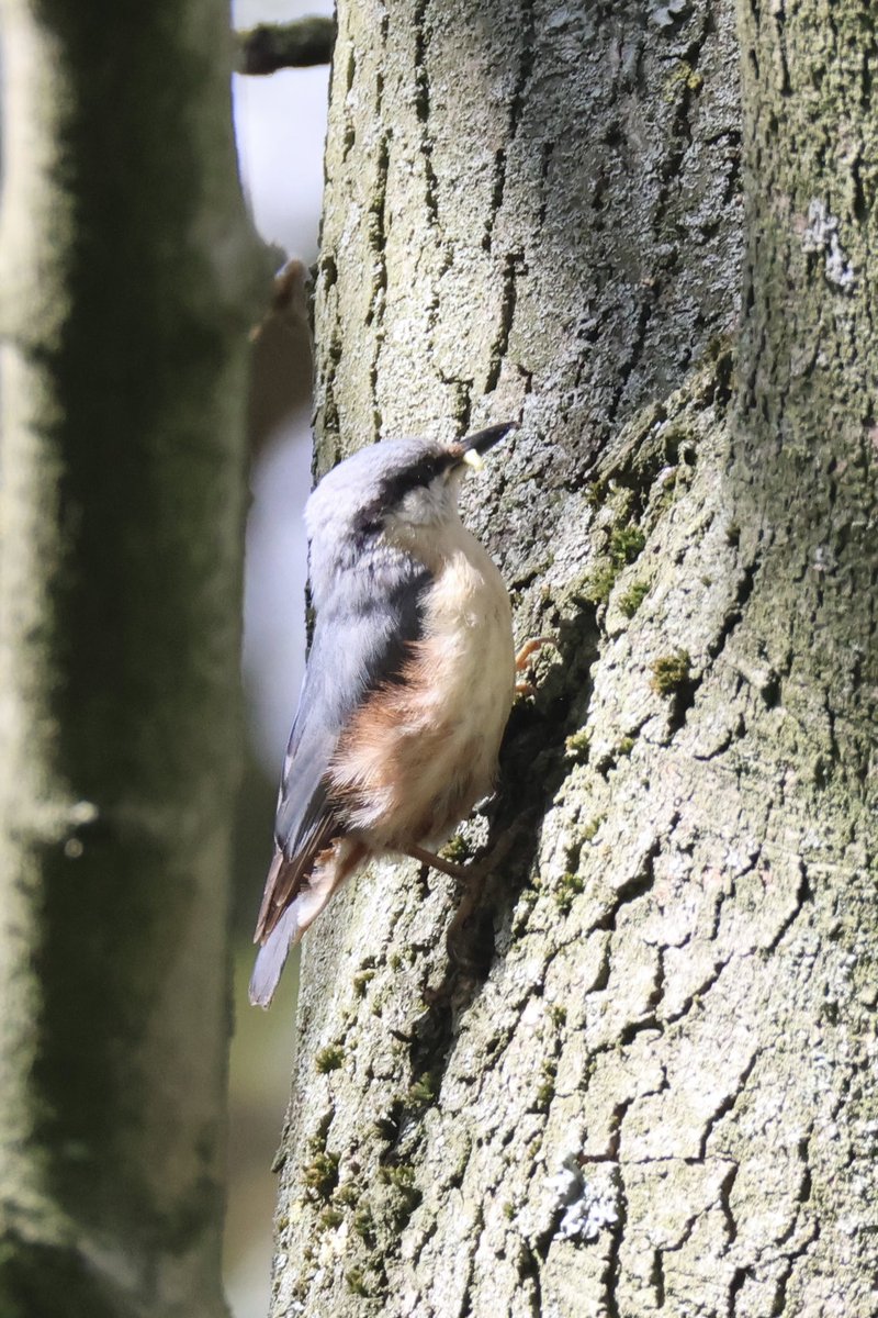 Ted (@littlebustards) on Twitter photo A nuthatch high in a tree near Roseberry Topping, North Yorkshire, this morning
@Teesbirds1
<a href="/teeswildlife/">Tees Wildlife</a>
<a href="/nybirdnews/">NorthYorksBirdNews</a>
@bbcspringwatch
@birdguides
@rspbengland
@natures_voice
#birdphotography #wildlifephotography #naturephotography #springwatch A nuthatch high in a tree near Roseberry Topping, North Yorkshire, this morning
@Teesbirds1
<a href="/teeswildlife/">Tees Wildlife</a>
<a href="/nybirdnews/">NorthYorksBirdNews</a>
@bbcspringwatch
@birdguides
@rspbengland
@natures_voice
#birdphotography #wildlifephotography #naturephotography #springwatch
