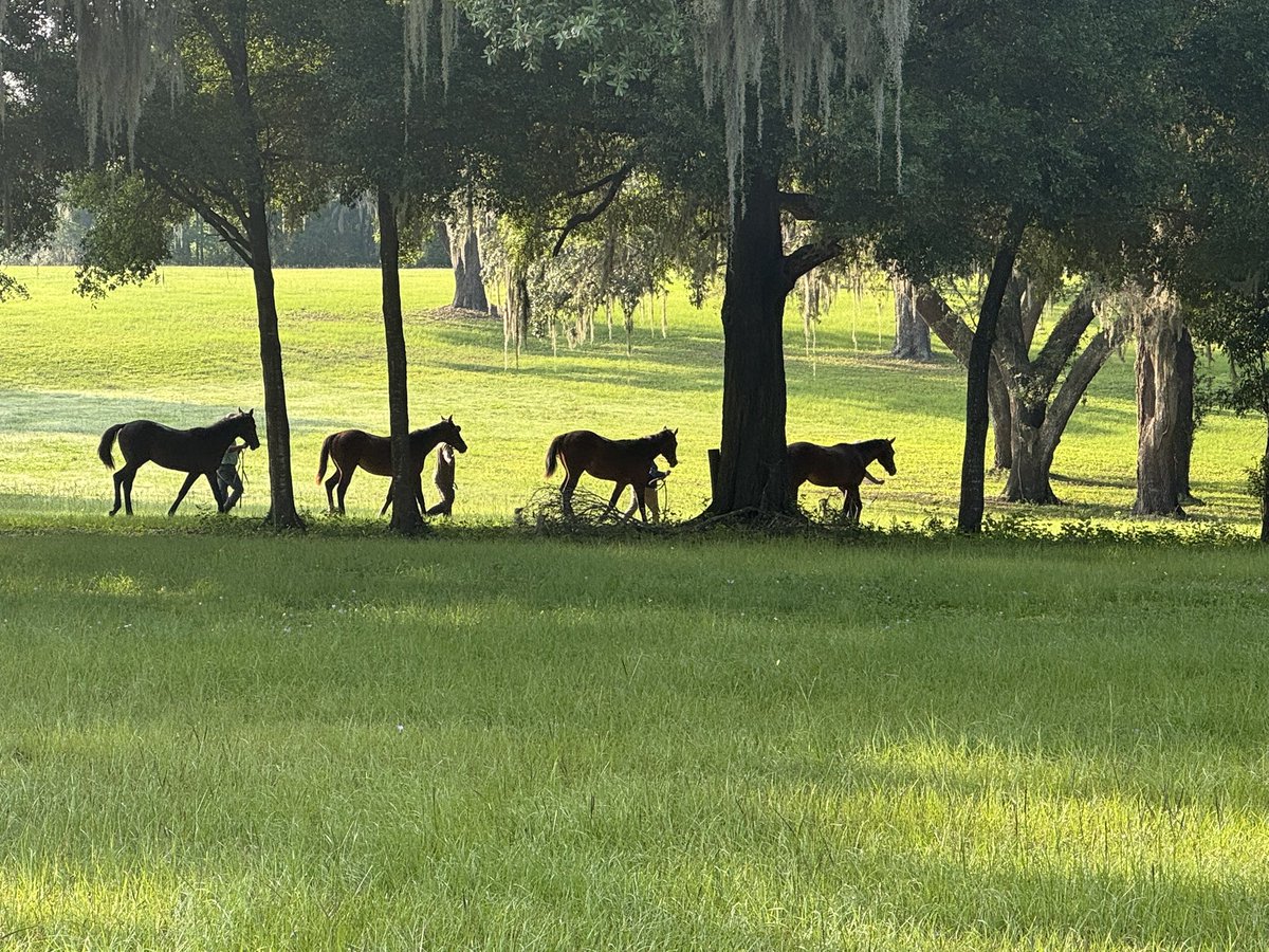 Yearling prep has begun.