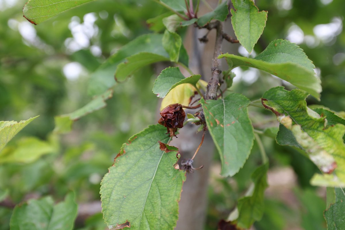 📍Niğde Kayadibi Mahallesi

Zirai Don Araştırma komisyomuzla çalışmalarımıza devam ediyoruz. Tarım İl Müdürlüğü brifing sunumu ve istişare toplantımızın ardından Kayadibi Mahallesi’nde Elma Bahçelerinde yerinde incelemelerde bulunduk.

Adım adım afetten etkilenen illerimizi