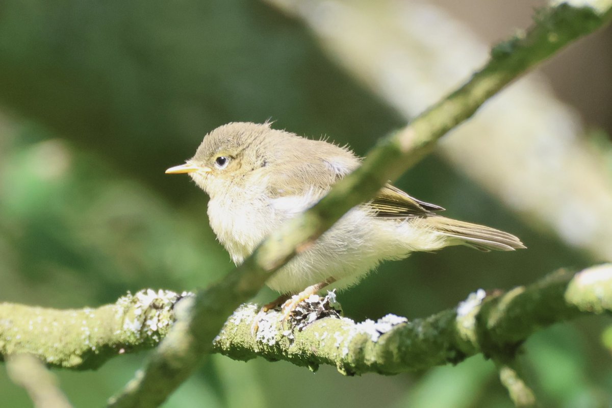 Ted (@littlebustards) on Twitter photo A juvenile chiffchaff with ten sun shining on it near Roseberry Topping, North Yorkshire, this morning.
@Teesbirds1
<a href="/teeswildlife/">Tees Wildlife</a>
<a href="/nybirdnews/">NorthYorksBirdNews</a>
@bbcspringwatch
@birdguides
@rspbengland
@natures_voice
#birdphotography #wildlifephotography #naturephotography #springwatch A juvenile chiffchaff with ten sun shining on it near Roseberry Topping, North Yorkshire, this morning.
@Teesbirds1
<a href="/teeswildlife/">Tees Wildlife</a>
<a href="/nybirdnews/">NorthYorksBirdNews</a>
@bbcspringwatch
@birdguides
@rspbengland
@natures_voice
#birdphotography #wildlifephotography #naturephotography #springwatch