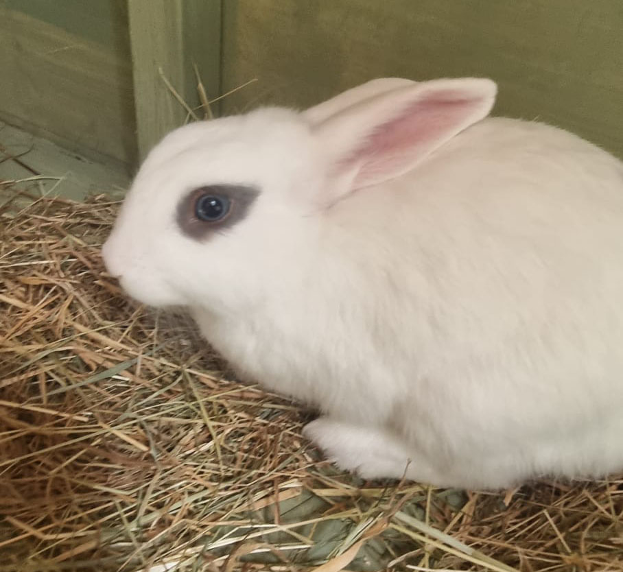 RspcaO's tweet photo. 🐰 Cotton is looking for love.

He’s just 17 weeks old and sadly lost his brother, Coconut, last week. Now he's on his own and needs a forever home – ideally with a young female bunny to bond with.

Can you help him find his happy ending? 💛

https://t.co/WsrqTlz7Z4 https://t.co/2EQHDWREEE