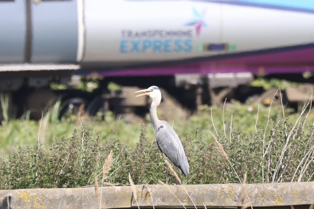 Ted (@littlebustards) on Twitter photo A grey heron and a train at Chatham Marsh today, no sign of any of the garganey for me.
@Teesbirds1
<a href="/teeswildlife/">Tees Wildlife</a>
<a href="/nybirdnews/">NorthYorksBirdNews</a>
@bbcspringwatch
@birdguides
@rspbengland
@natures_voice
#birdphotography #wildlifephotography #naturephotography #springwatch A grey heron and a train at Chatham Marsh today, no sign of any of the garganey for me.
@Teesbirds1
<a href="/teeswildlife/">Tees Wildlife</a>
<a href="/nybirdnews/">NorthYorksBirdNews</a>
@bbcspringwatch
@birdguides
@rspbengland
@natures_voice
#birdphotography #wildlifephotography #naturephotography #springwatch