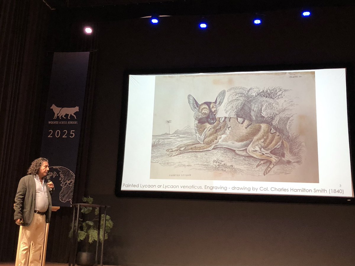 Prof Claudio Sillero on wolf species biogeography, threats and the way forward in Africa, going from the widespread generalist cryptic African wolf to the specialised endangered Ethiopian wolf and the “wolf proxy”, the painted dog (African wild dog).

#WAB2025 #WolvesBorders