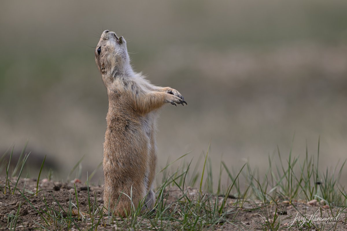 From time to time, while monitoring their surroundings, some of the Prairie Dogs do the Wave!  They suddenly jump up on their hind legs and make a loud noise.  It's fun to try to anticipate when they might do it.
