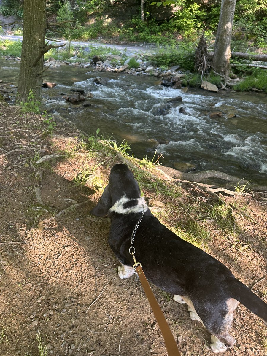 Howling Hello to everyone at the campground this morning.  #campcreek #beloitbasset #WV