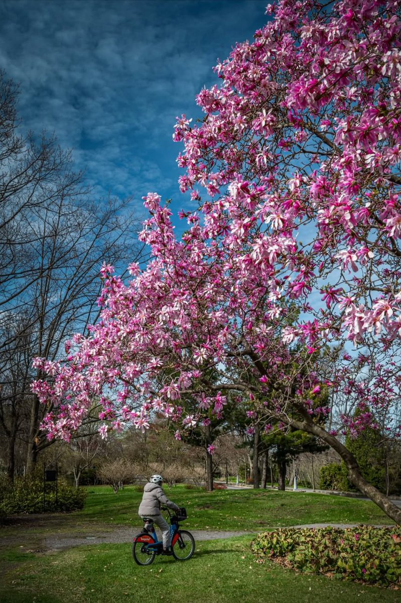En route vers une nouvelle semaine! 🚲🌸

📷 arcpixel #Montréal #MTLmoments #PhotoduJour