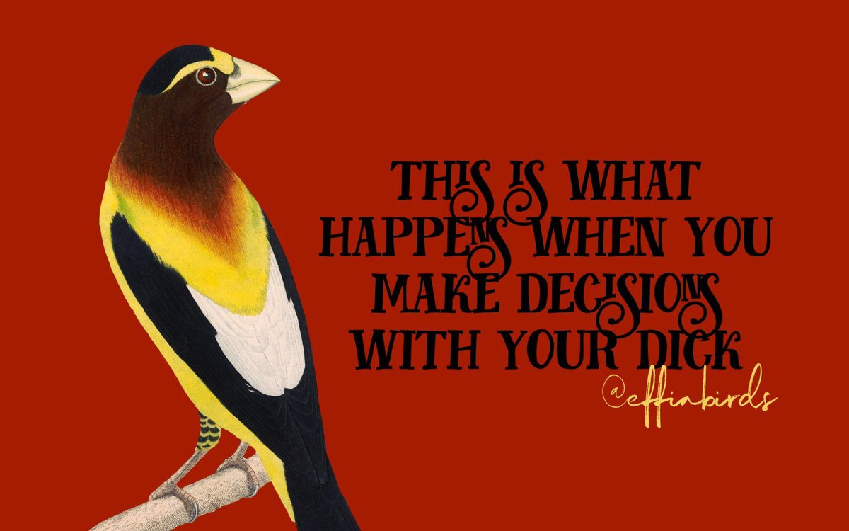 Effin' Birds (@effinbirds) on Twitter photo 