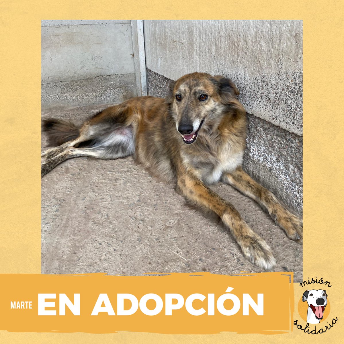 Puchi (@lagarzasosa_) on Twitter photo Marte tiene 6 años y está en el refugio desde su nacimiento. Es mediana tranquila y muy dulce. Está castrada, desparasitada y lista para llenar de besos a su nueva familia.
Zonas CABA y GBA
queres adoptarla?
escribime: misionsolidariatwitter@gmail.com
asunto: Marte en tu casa Marte tiene 6 años y está en el refugio desde su nacimiento. Es mediana tranquila y muy dulce. Está castrada, desparasitada y lista para llenar de besos a su nueva familia.
Zonas CABA y GBA
queres adoptarla?
escribime: misionsolidariatwitter@gmail.com
asunto: Marte en tu casa