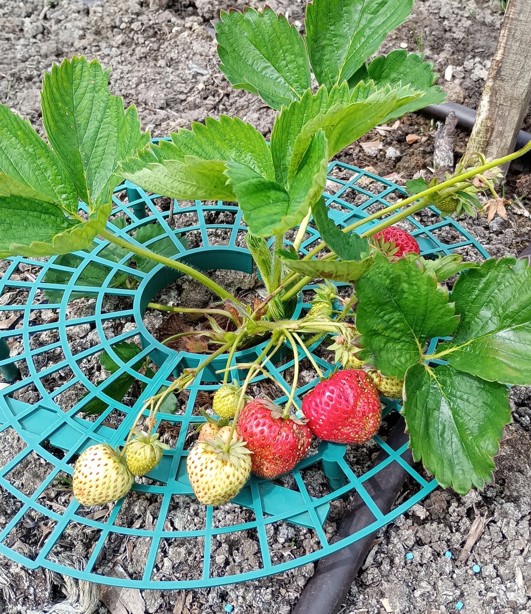 New post! Come and catch up with May here at Mucknell:

mucknellabbey.org.uk/may-2025-diges…