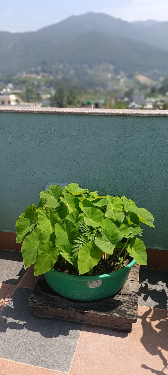 anita_anurag's tweet image. चुहिएका, पुरानो भएका घरको बाटा, बाल्टिन यसरी कौसी खेतिमा प्रयोग गर्न सकिन्छ ।