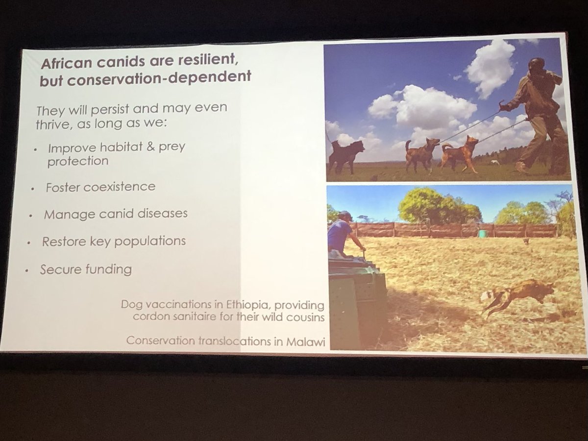 A message of hope from EWCP founder: 

“The threats are many but canids are versatile, they will find way”—Prof Claudio Sillero

#WAB2025 #WolvesBorders