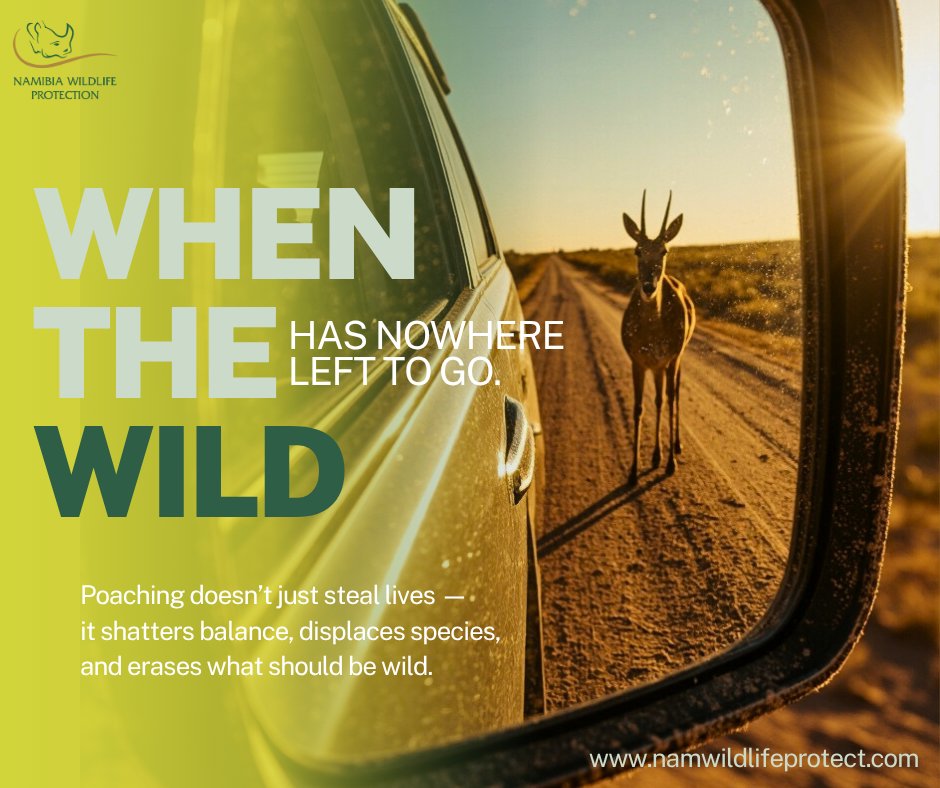 NamWildProt's tweet image. When the wild has nowhere left to go…
It ends up in our mirrors, our roads, our silence.
Subsistence poaching isn’t survival — it’s displacement.
We don’t excuse it. We stop it.
@namwildlifeprotect
#EndPoaching #NWPVoices #ProtectNamibia #WildlifeJustice
