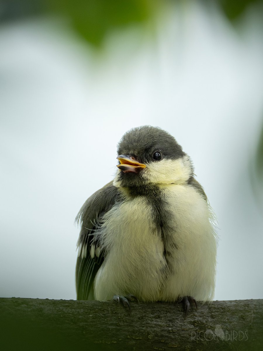 ポスト開けたら苔が敷き詰められてた。これから暑くなるのにポストは止めとけと言いたいけど…とりあえず見守り。どうりでちびっ子が来なくなった訳か。
#シジュウカラ #野鳥 #野鳥撮影