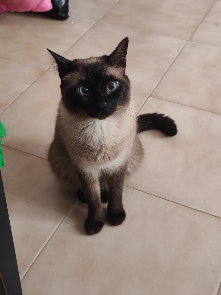 Que bien sabe la jodía como camelarme