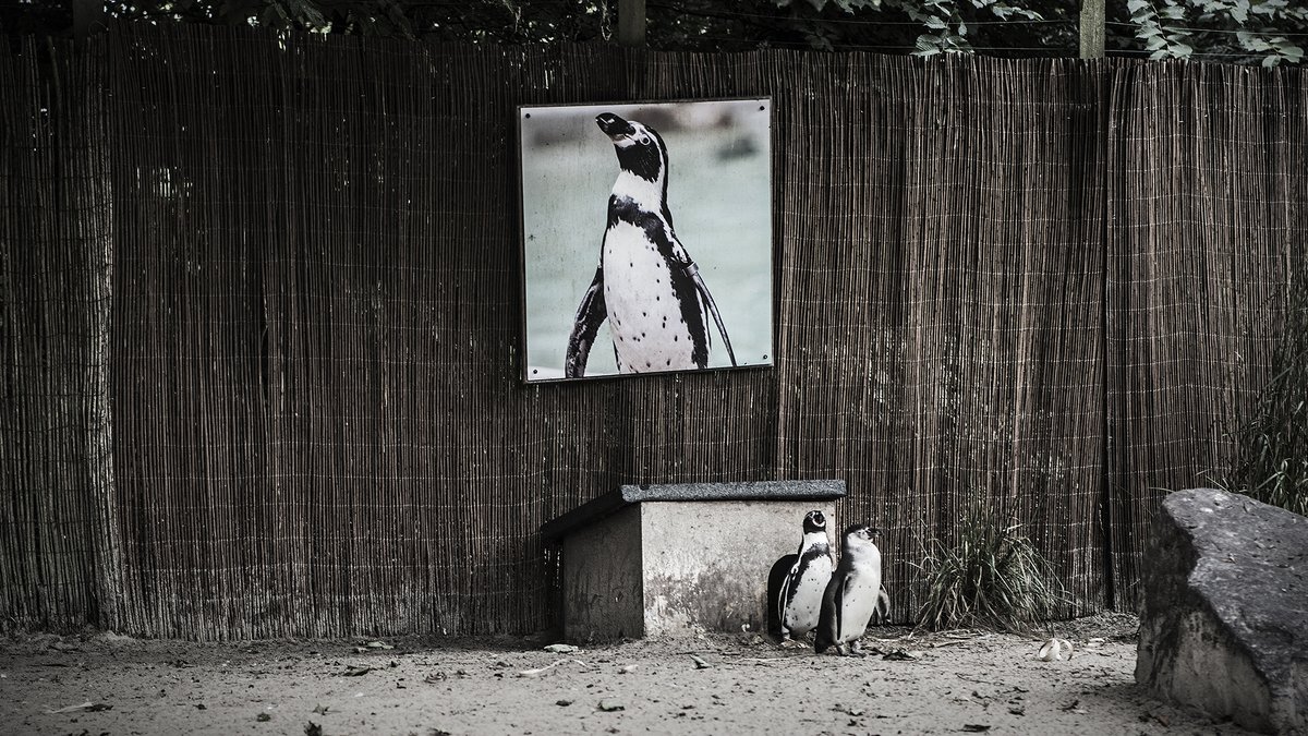 Have you been on a half term holiday and witnessed animals suffering in captivity?

Report what you’ve seen and 🚩 Raise the Red Flag 🚩 to help end the abuse.

Report it: bit.ly/4klcPlE 

📷: B Jaschinski
