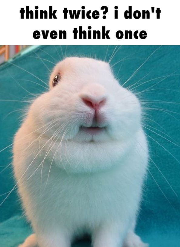 emma 🐇 (@forestdruiddyke) on Twitter photo 