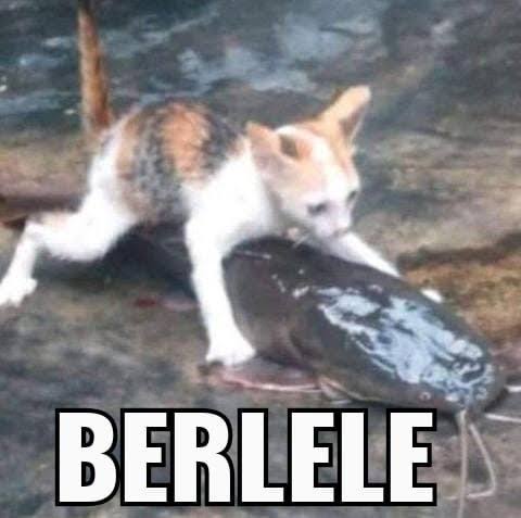 kerja naik lele too much ga bes