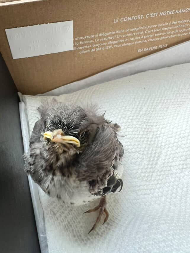 BerkeleyHghtsFD's tweet image. Yesterday, BHFD was dispatched to The Grove at Connell Park to assist in rescuing a young Northern Mockingbird that fell into a storm drain. Thanks to the quick & compassionate efforts of the crew, the fledgling was safely recovered & is now in the care of The Raptor Trust.