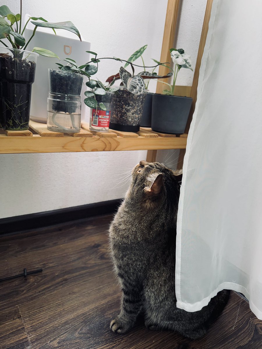 🪴🐾Quiet Seeker tweet media