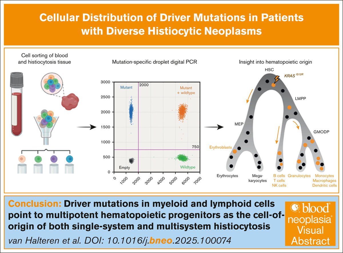 Bloodneoplasia's tweet image. Recurrent xanthogranulomas may arise through second hits acquired by the progeny of long-lived BRAF- or KRAS-mutated multipotent progenitors. ow.ly/I1rJ50VVSxa #myeloidneoplasia