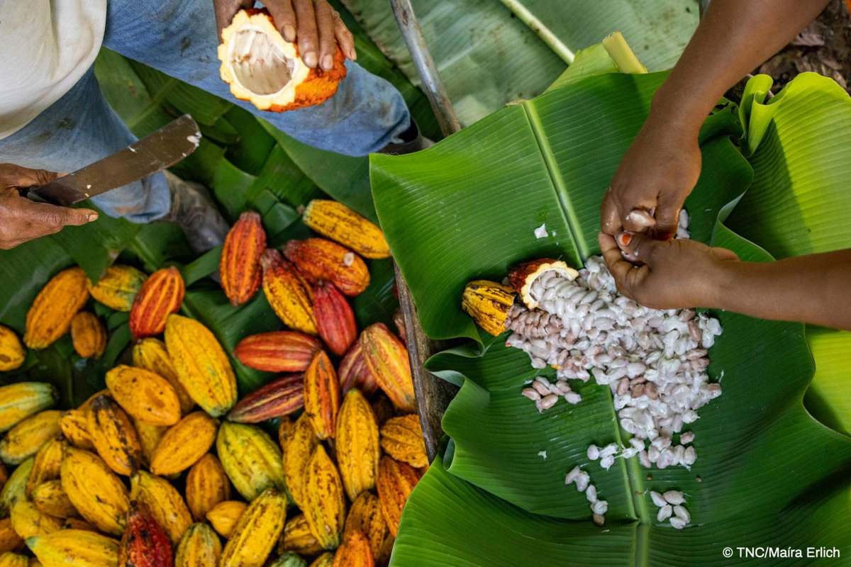 The Nature Conservancy tweet media