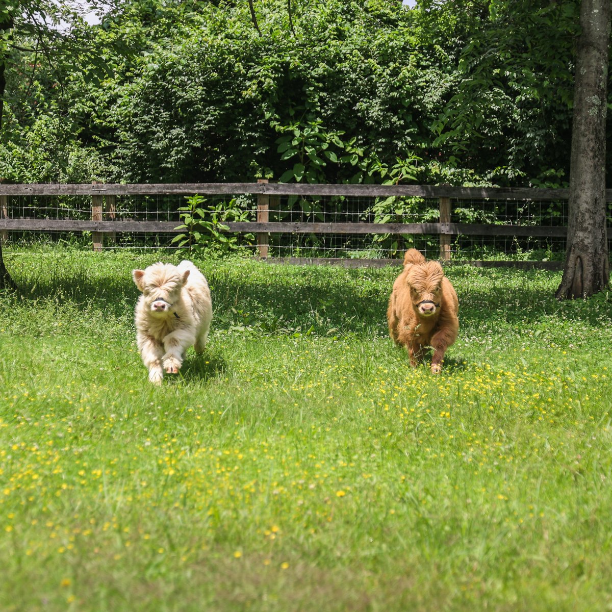 Enjoy these snaps of the fluffy chaos from Hubert and Will-O’s big debut last week. Featuring zoomies, flying bangs and one very excited Hamish! 📸 🐮