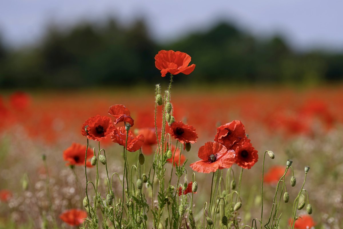 jjgiddens's tweet image. A field of poppies in flower near King’s Lynn in Norfolk. Nature has been left to run its course in the field with the result being a sea of red poppies