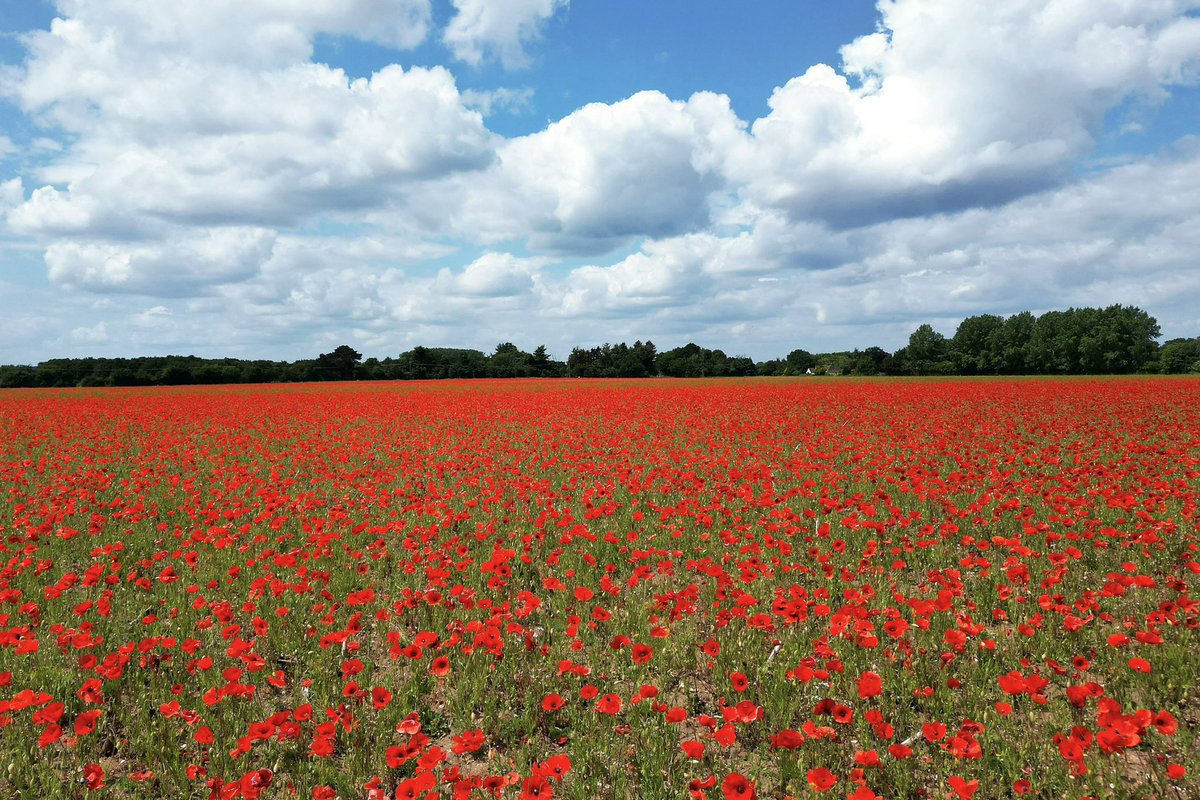 jjgiddens's tweet image. A field of poppies in flower near King’s Lynn in Norfolk. Nature has been left to run its course in the field with the result being a sea of red poppies