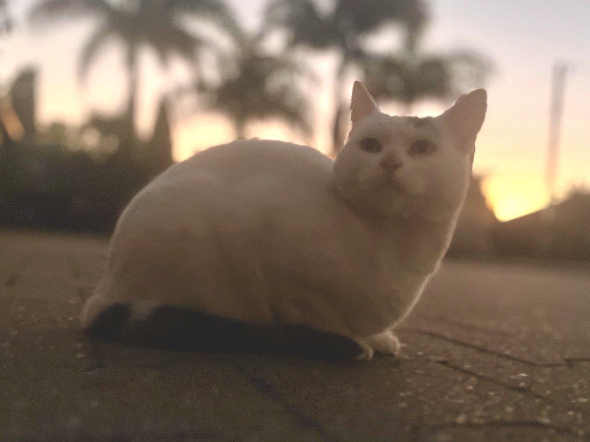 Twilight Marshmallow🌆✨🧡