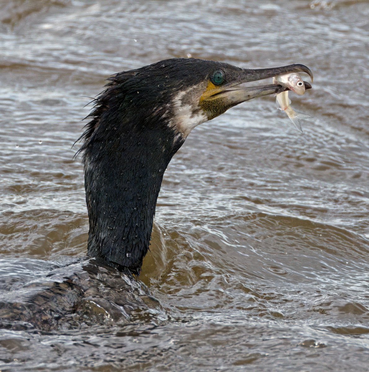 Playing with my Dot Sight got me these near impossible images of Cormorants with fish yesterday at Crossness.