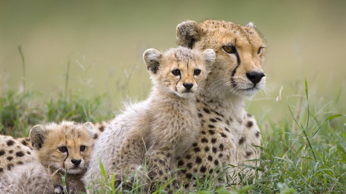 On Track Safaris tweet media
