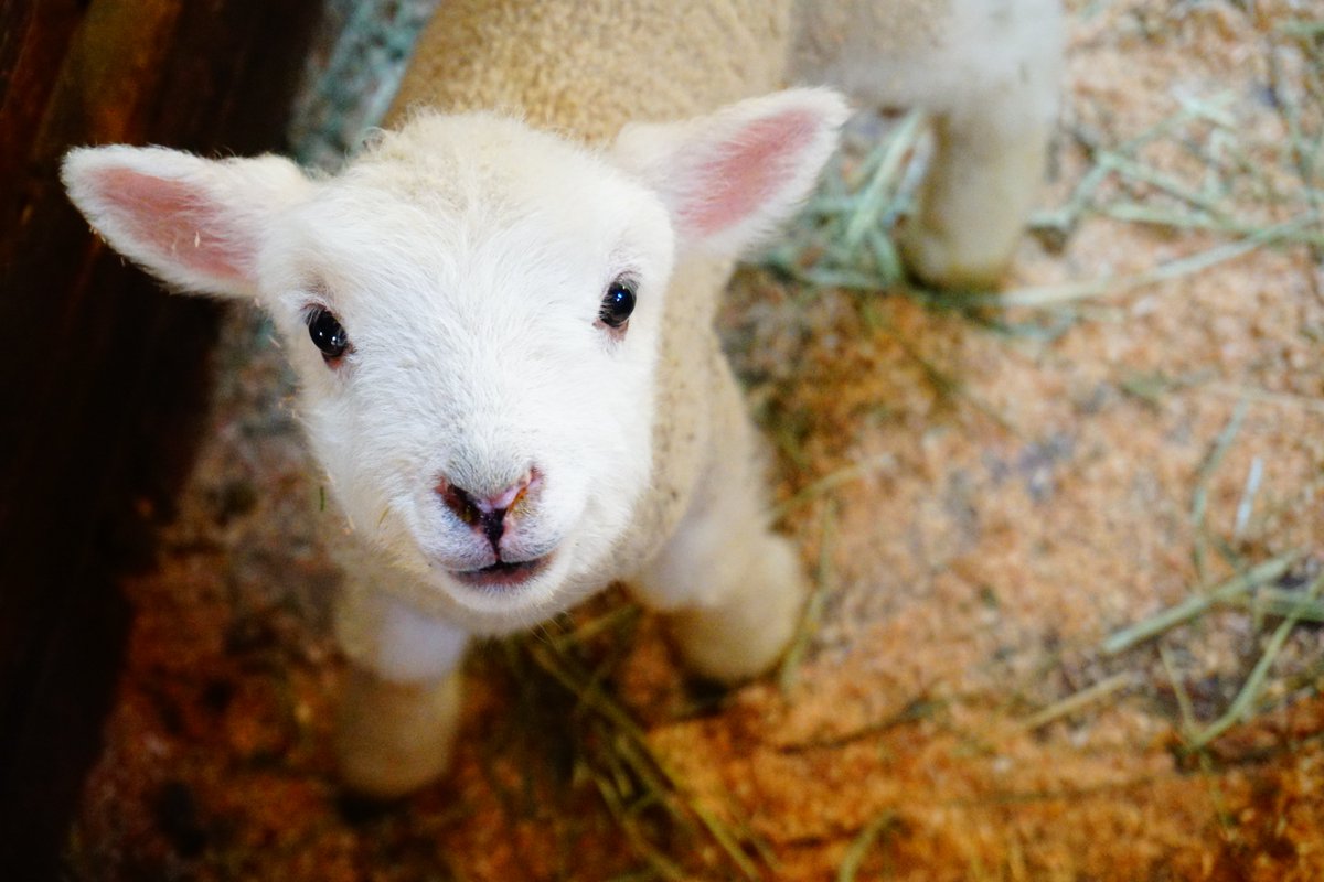 ヒツジノ/一日一羊🐏 (@ptarmigan0606) on Twitter photo 