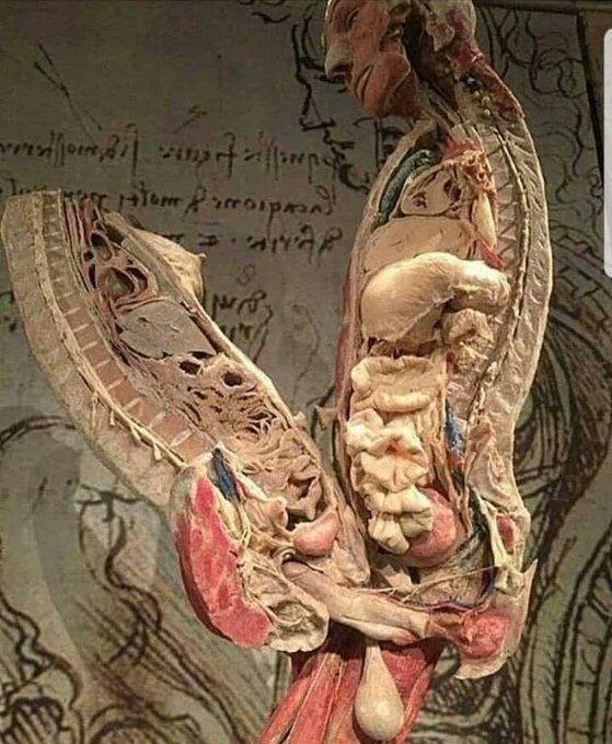 I want that big penis hanging in my room !!!  
Btw that ball is massive, it may have a lot of cum inside, he will make a big mess when spurt.
#anatomy #penis #dick #cock #bodyworld #cum #testicle #ball