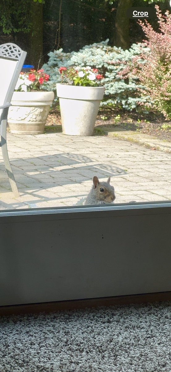 Good Morning! 🐿️