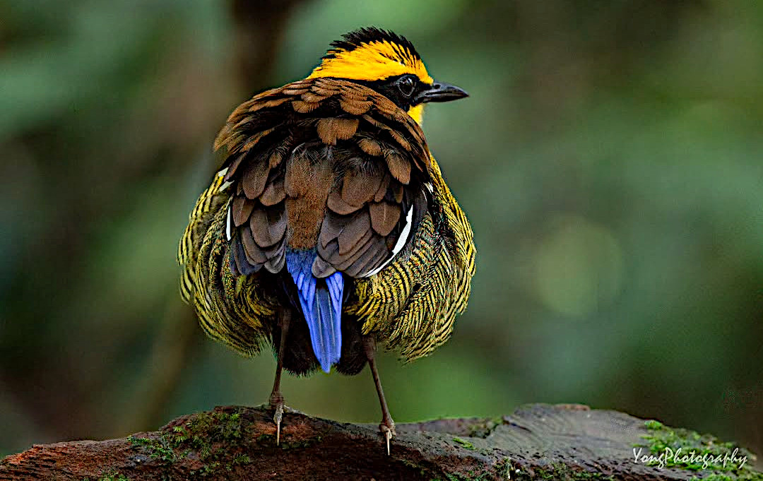 Avian opulence 🧐✨: Bornean banded pitta (Hydrornis schwaneri, male) sporting a plumage so vibrant, even a peacock would feel underdressed💙👑🌿. Photo: Daniel Yong. #Biodiversity #Wildlife #Birds #Birding #BirdsSeenIn2025 #WildlifePhotography #NaturePhotography