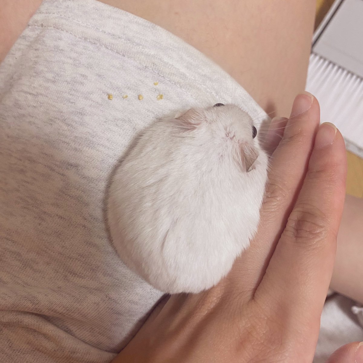 HAM_NO_WAKUSEI's tweet photo. 粟玉に夢中で滑り落ちてくるハムスターを支える仕事
#小梅 https://t.co/k5LkSz6A0T