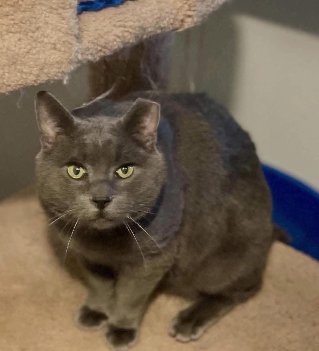 Meet Zukko, a total lovebug with a heart of gold!

He adores cuddles and will happily be your little shadow

He’s friendly and charming, getting along well with other cats

Zukko is 4 years young, neutered, FeLV negative, FIV positive

He would do best in a home with older kids