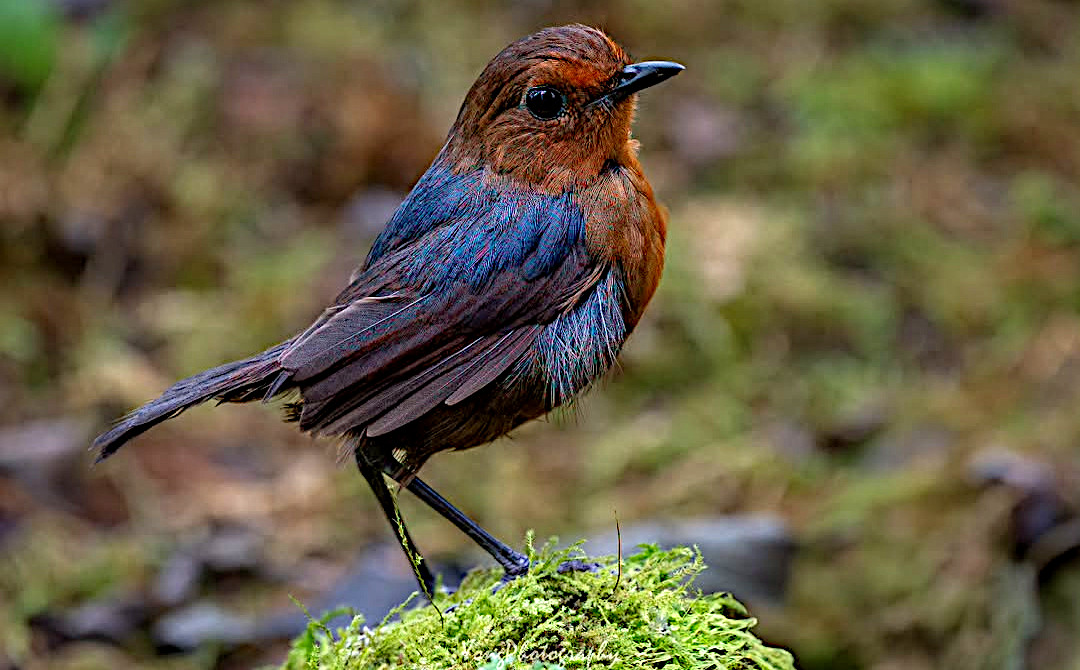 Elegance, downgraded to stealth mode 🧐💙: The Bornean shortwing (Brachypteryx montana, female/subadult) trades flamboyance for forest-floor finesse — perfect for a bird whose wardrobe whispers instead of shouts🫡🌿🎩. Photo: Daniel Yong. #Biodiversity #Wildlife #Birds #Birding