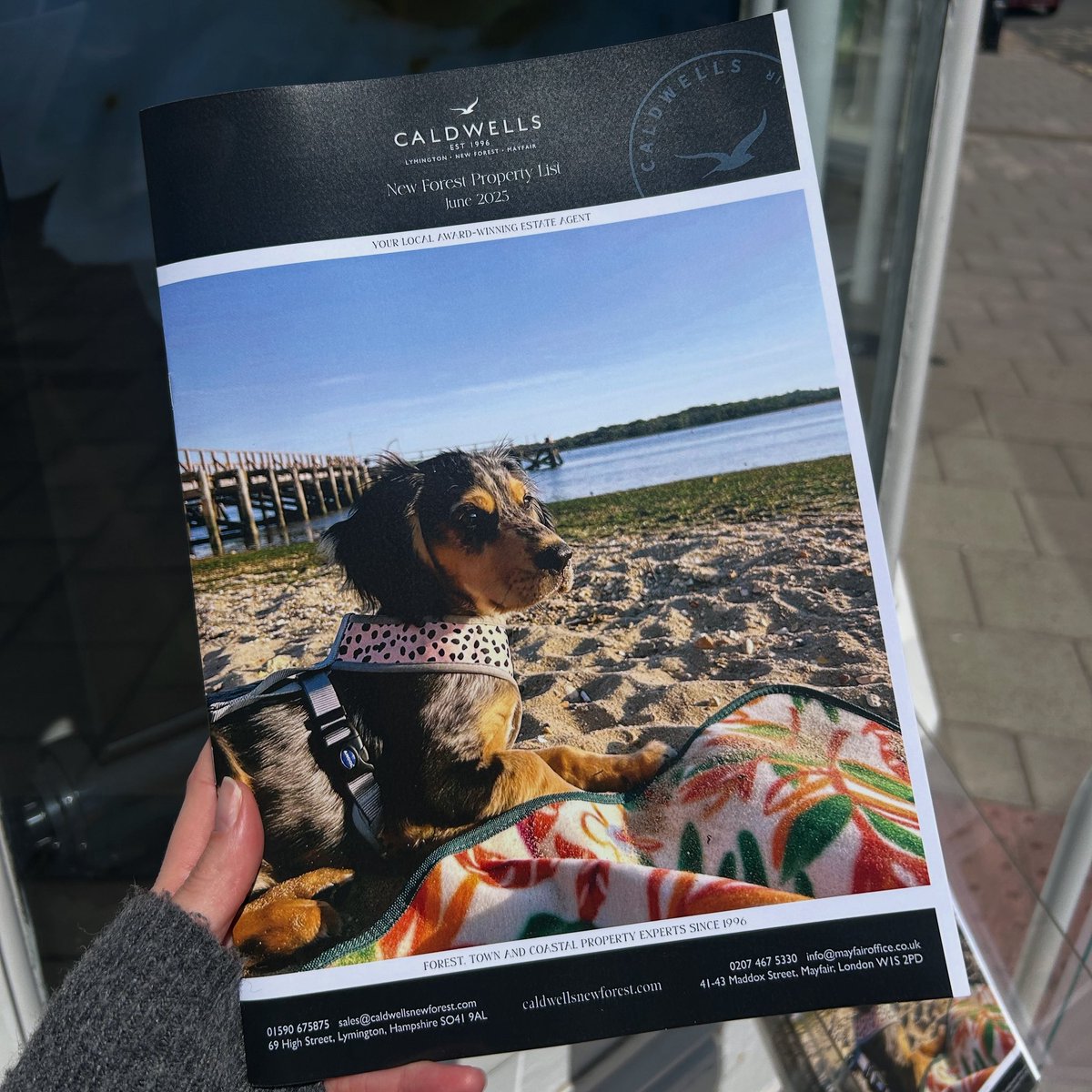 Say hello to Olive! 🐶👋🏻 The sweet cocker spaniel pub and newest star to grace the cover of our property list. Full of personality and puppy charm, she’s the perfect reminder that every dream home needs a little four-legged magic 🐾✨❤️🫒 
.
.
#dogsofinstagram #lymington