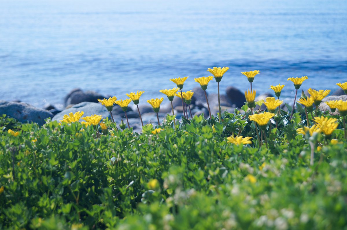 海辺に花が増えてきた
#ガザニア #海 #花 #sea #flower #photography #sony