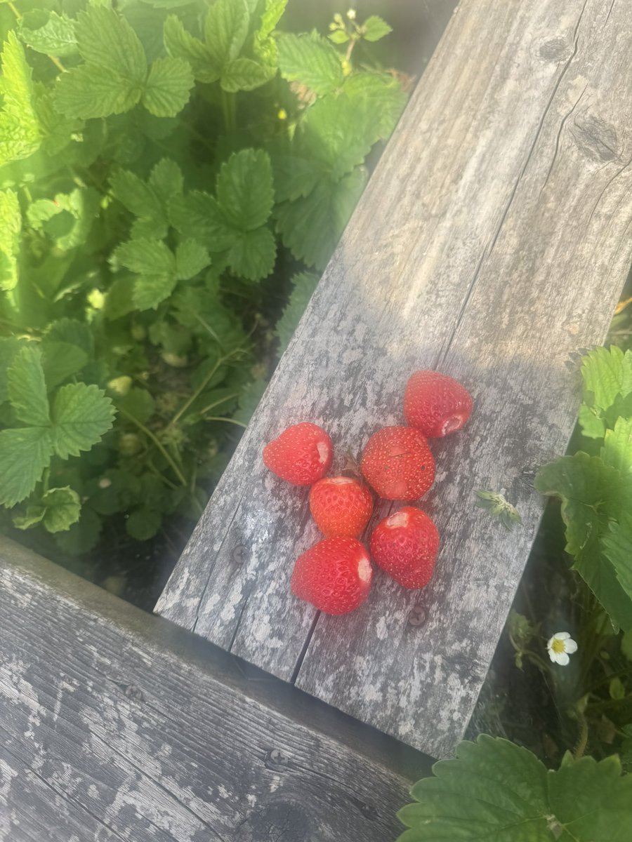 CroftAcademy's tweet photo. Home grown strawberries today! Nursery are going to taste the first batch picked. 😋@ElliotSchools https://t.co/mceSnQKASn