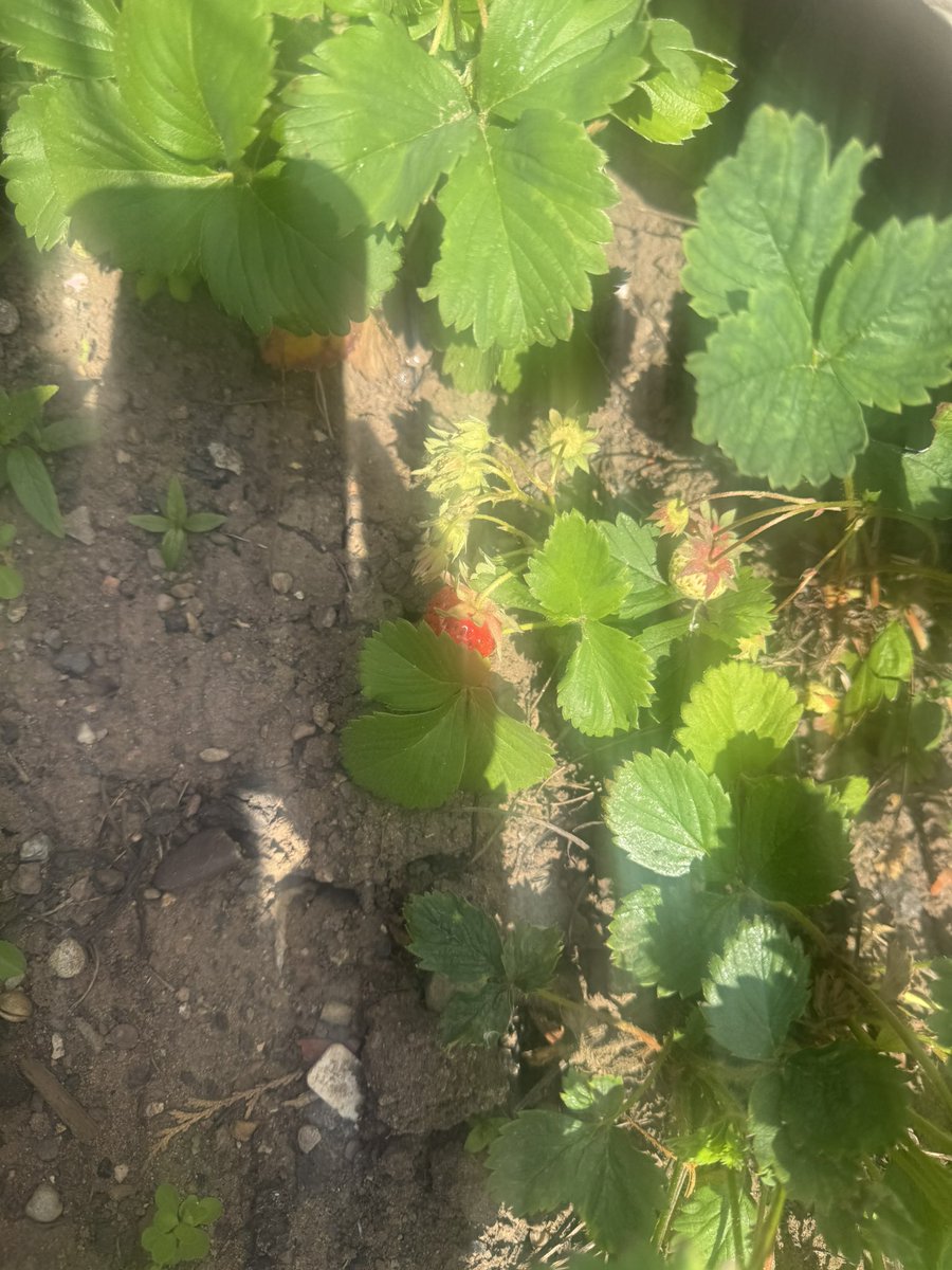 CroftAcademy's tweet photo. Home grown strawberries today! Nursery are going to taste the first batch picked. 😋@ElliotSchools https://t.co/mceSnQKASn