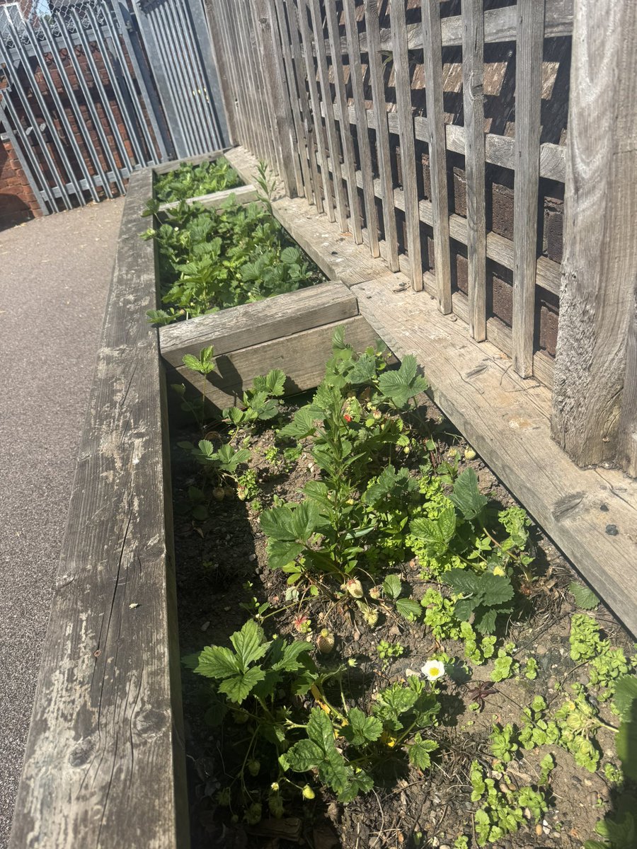 CroftAcademy's tweet photo. Home grown strawberries today! Nursery are going to taste the first batch picked. 😋@ElliotSchools https://t.co/mceSnQKASn