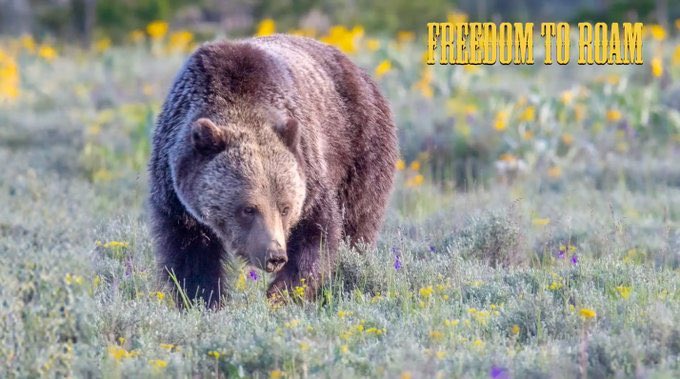 0xAnimatedNFT's tweet image. 🚨 Attention Photographers🚨 

One of the most under appreciated forms of art is Photography. No one knows this better than you do! 

Fortunately the Memes by @punk6529 is full of collectors and admirers of this world’s beauty. 

In honor of celebrating Photographers, I am going…