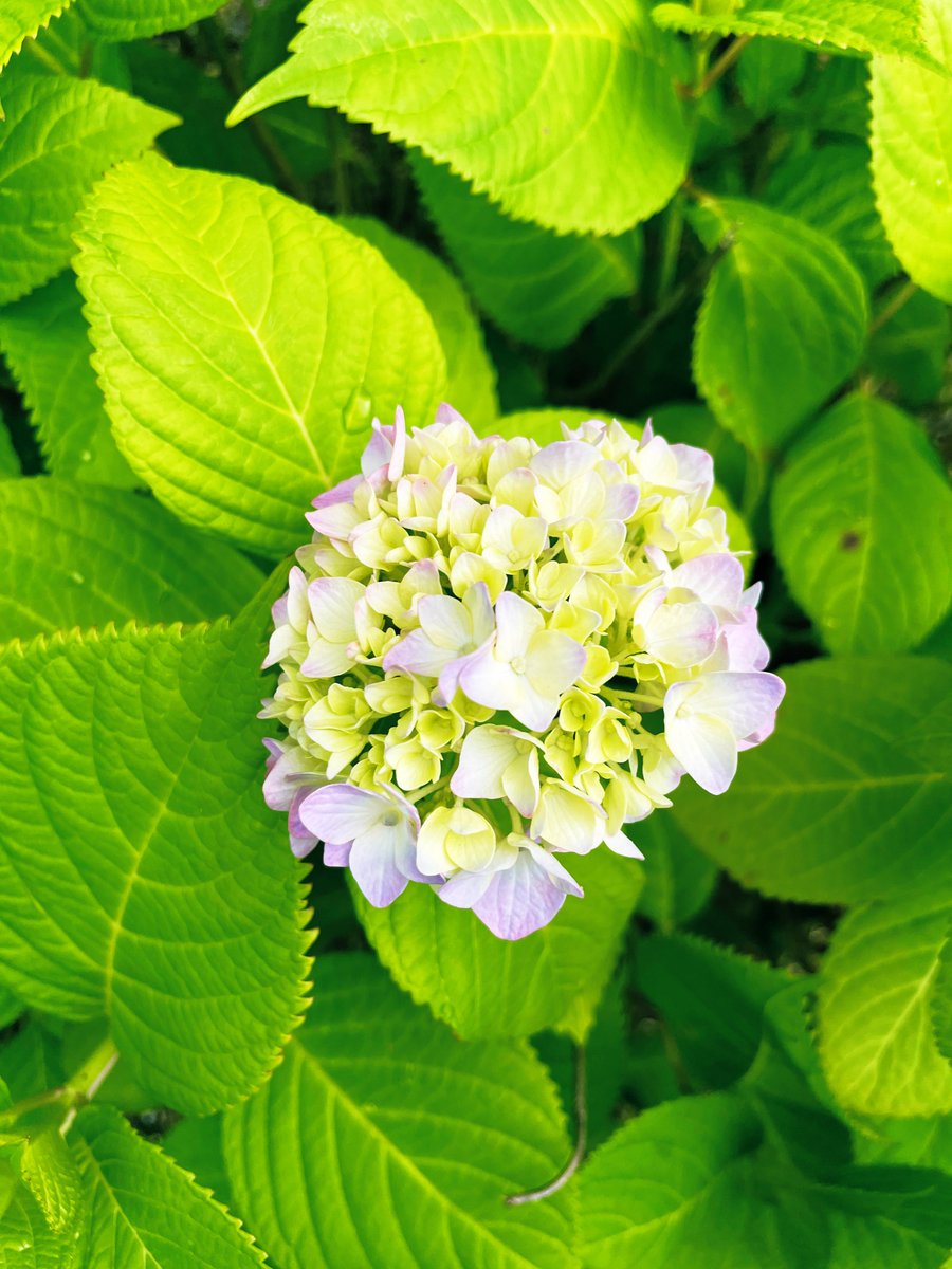 💐ウォーキングで出会ったお花 💐

紫陽花の咲き始めです😃

少しずつ綺麗に色付いています😍

これからが楽しみです💝

ありがとう地球、ありがとう紫陽花❗️
🙏🌏🌎🌍🙏

#紫陽花 #hydrangea #Flowers #花写真 #Arigato地球 #ArigatoEarth #感謝 #ARIGATO