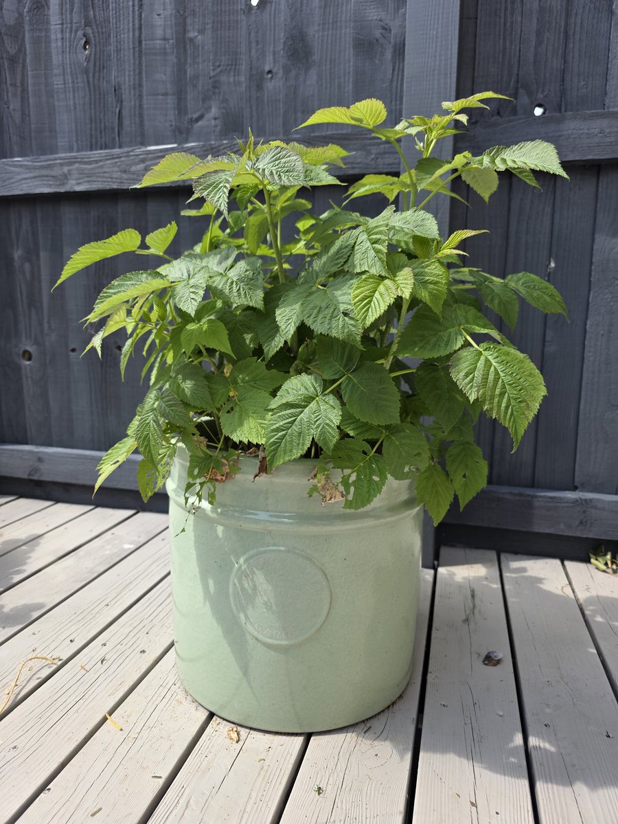 When I was a kid, my nan would always let me pick the first raspberry from the garden. So when she died I bought a potted raspberry bush as a way to remember her. I cut it completely back to ground this spring and she is now thriving. Just hoping it will grow some fruit