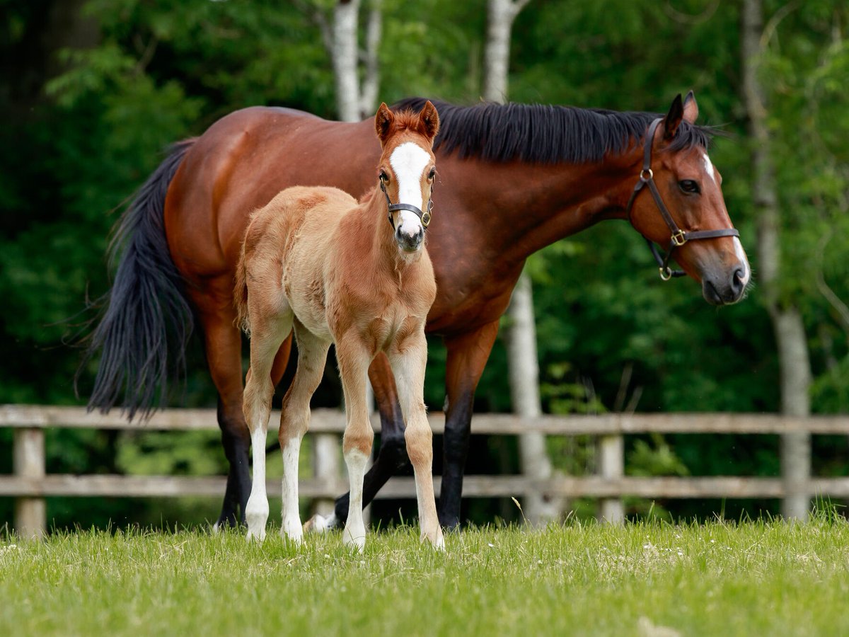 AgaKhanStuds's tweet image. 🥇 #Velikaya breaks her maiden on her second attempt, having finished second on debut last month.

She's a 3yo daughter of Frankel and Poule d'Essai des Pouliches runner-up #Veda, making her a half-sister to Gr.2 winner / Gr.1 performer #Valia (#SeaTheStars). 
🟢🔴