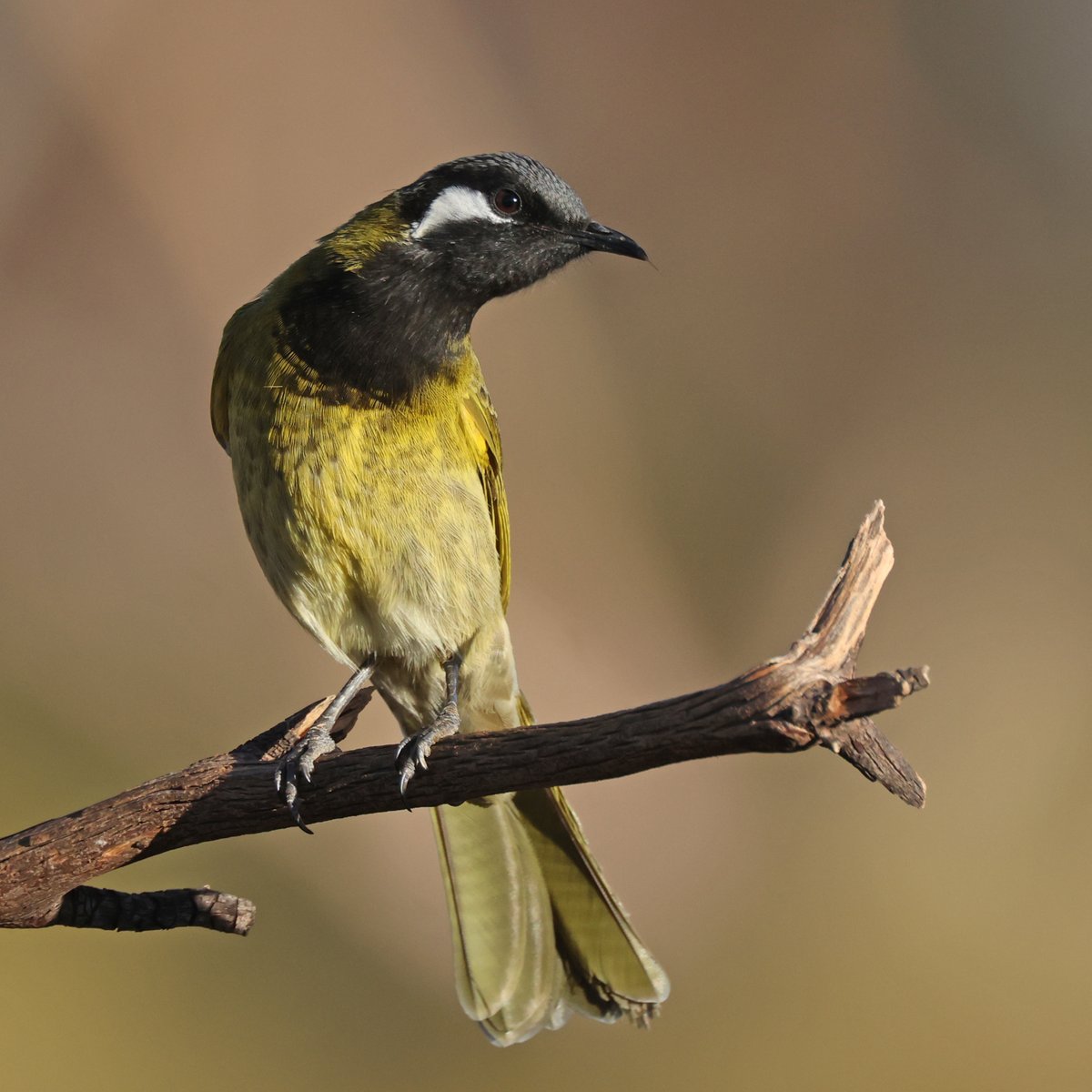 White-eared honeyeater.
Gluepot Reserve, South Australia.